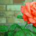 Розы в доме: приметы и свойства