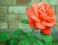 Розы в доме: приметы и свойства