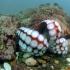 Головоногие моллюски: краткая характеристика класса
